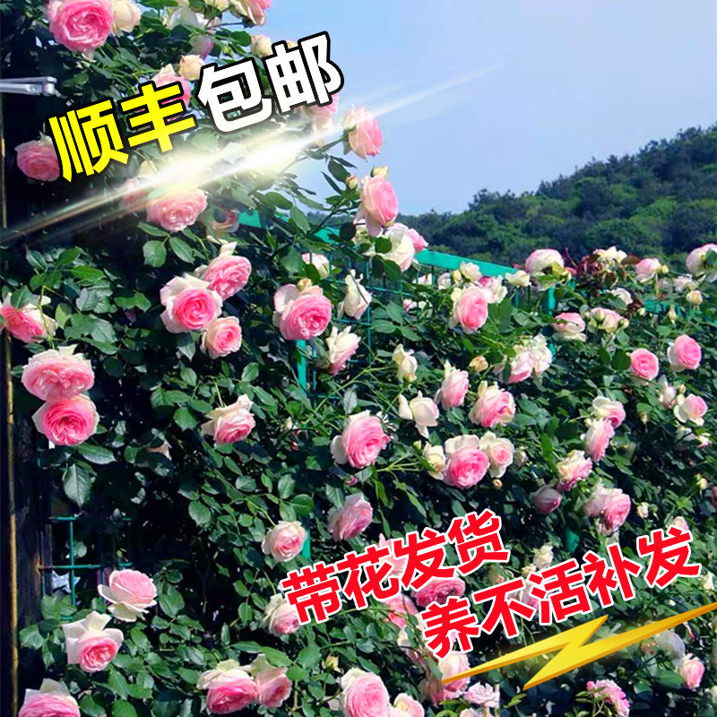 厂家【1米6大苗】蔷薇花苗藤本月季特大花爬藤植物四季开花卉盆栽