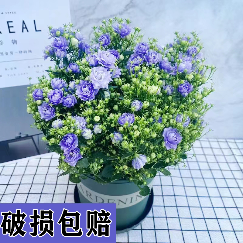 速发丹麦风铃花盆栽花卉植物室内鲜花四季开O花重瓣梦露风铃草易