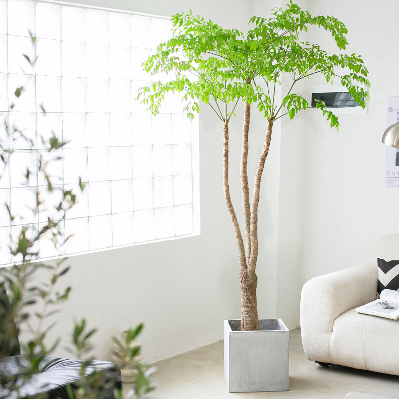 幌伞枫富贵树幸福树室内客u厅办公室庭院大型落地植物净化空气美