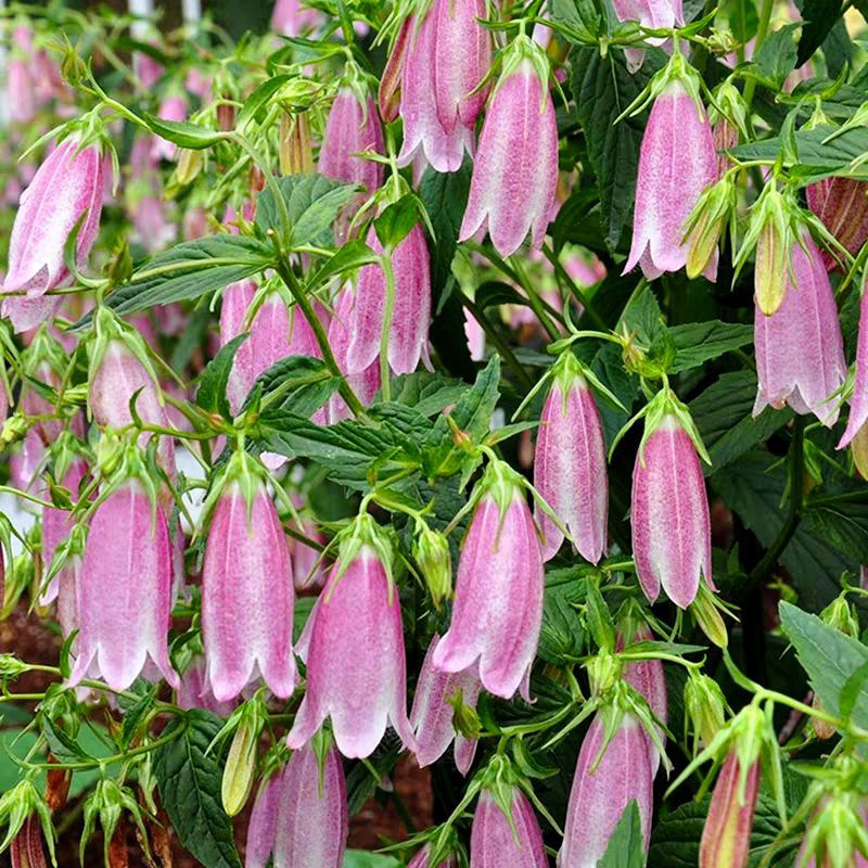 宿根 风铃草合集 骏河萤袋 紫斑 青花 粉章鱼 多年生 耐寒 花园