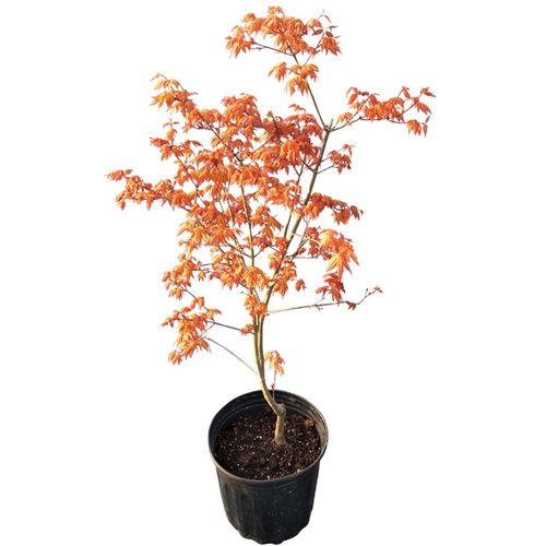 枫树盆栽红枫树苗团扇枫羽毛枫槭树庭院主树阳台花园四季马洋亭下