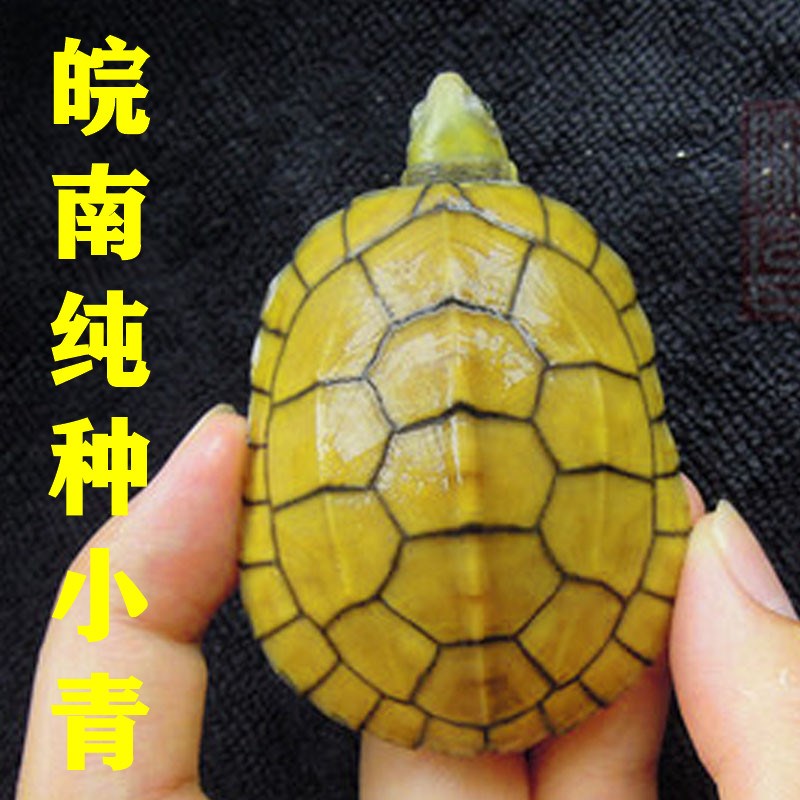 速发小青龟黄喉拟水龟北种石金钱宠物招财龟