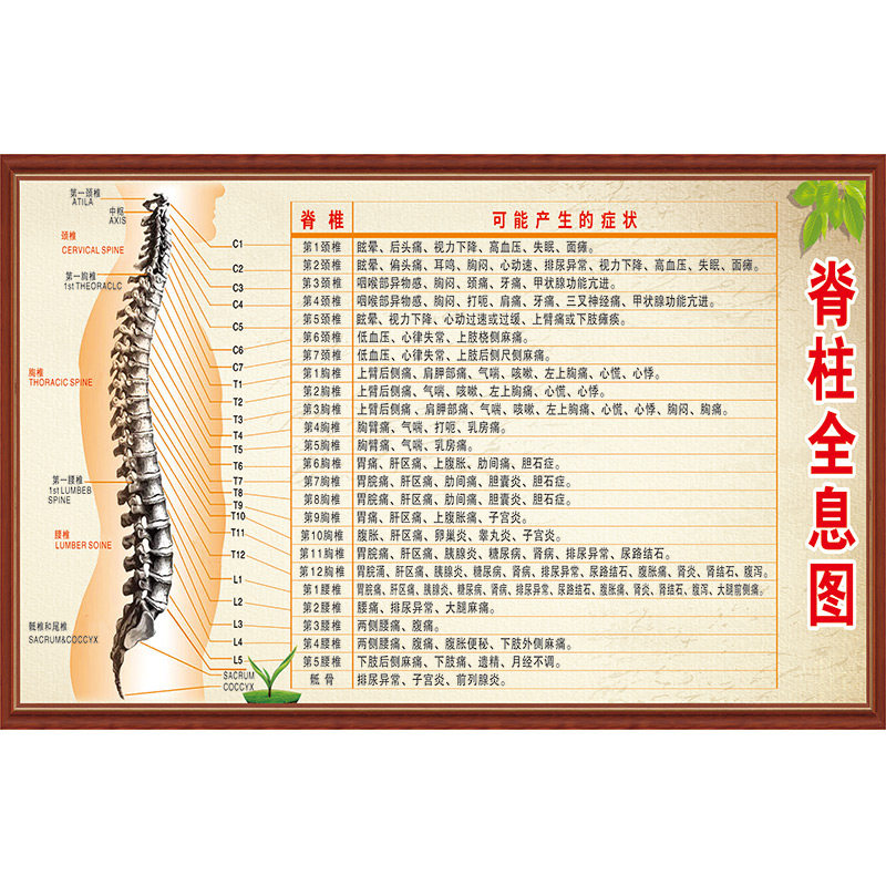 脊椎全息图壁画诊所医院脊椎病症对照图表墙纸脊椎体节段症状壁纸
