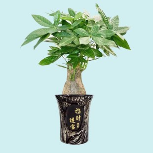 提根发财树老桩怪根怪头大棵室内大型盆景绿植开业V乔迁送礼摇钱