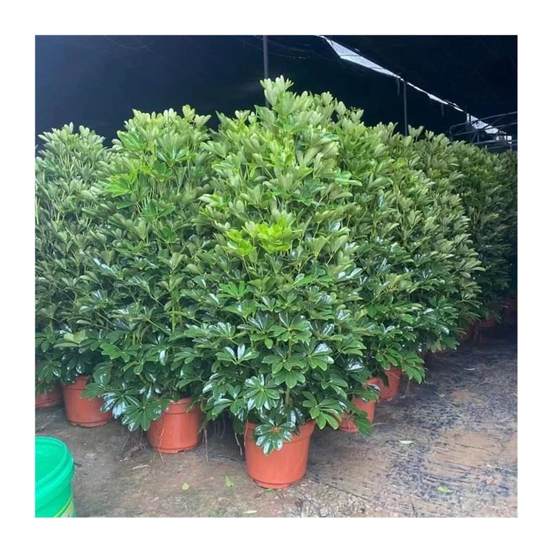 吸甲醛大型八方来财树鸭脚木盆栽室内阳台客厅庭院绿植花卉发财树