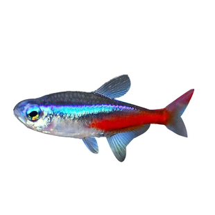 红绿灯宝莲灯霓虹灯淡水草缸小型群游热带观赏灯科鱼霓虹红莲灯鱼