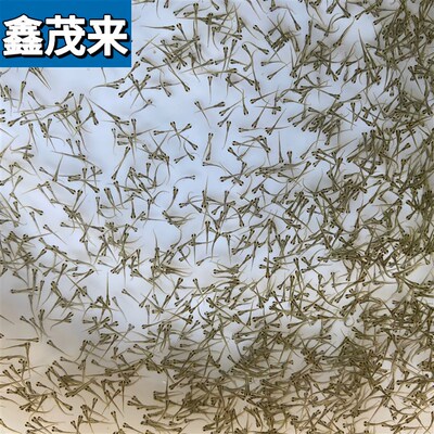 速发鳗鱼水花鱼苗白鳝鱼苗原生鱼鳗鱼苗河鳗苗鳗鲡花鳗苗淡水活体