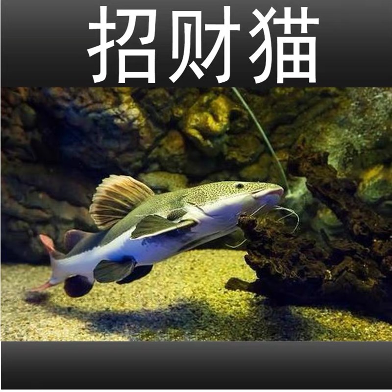 速发热带观赏鱼招财猫鱼红尾鲶鱼活银龙鱼狗仔鲸鱼中大型底层鱼包