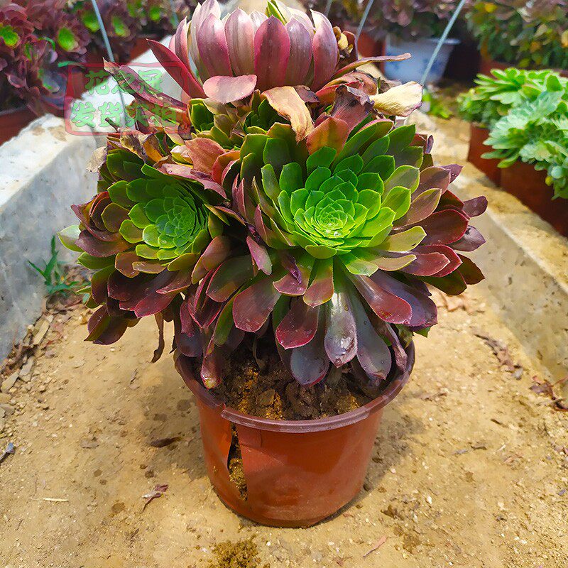 嘉年华法师多肉 法师三仙之一老桩群生一物一拍 多肉植物盆栽