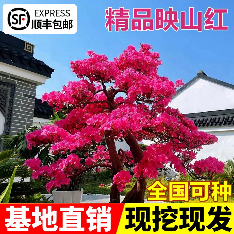 映山红老桩树苗盆栽当年开花毛杜鹃花耐寒植物庭院四季苗木风景树