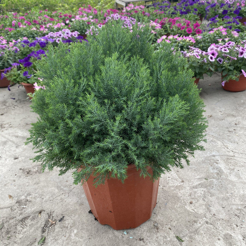 皮球松盆栽蓝g湖柏绿植耐寒耐热四季常青可地栽柏树花镜植物环保