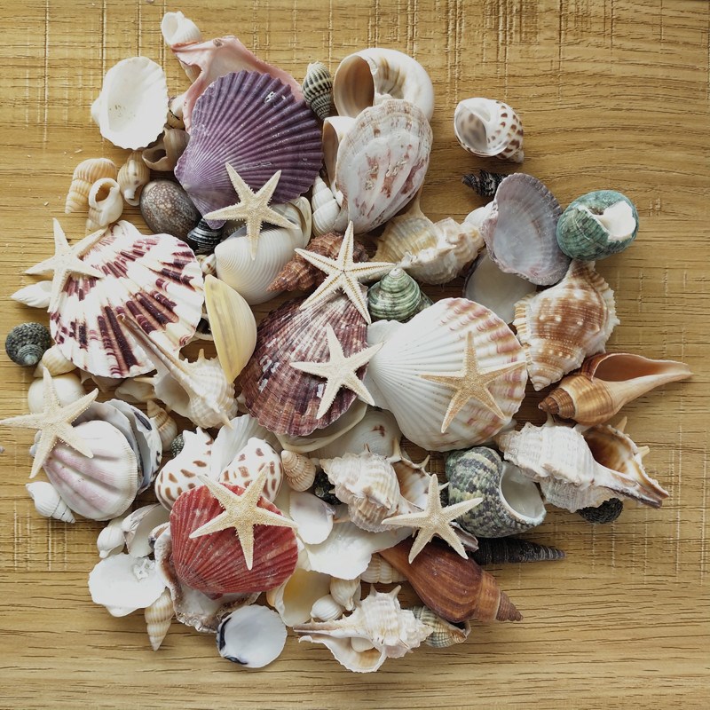 100PCS Mixed Ocean Sea shells Wedding Decor Beach Theme Part