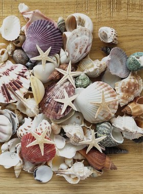 100PCS Mixed Ocean Sea shells Wedding Decor Beach Theme Part