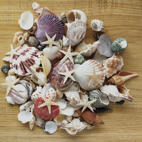 100PCS Mixed Ocean Sea shells Wedding Decor Beach Theme Part