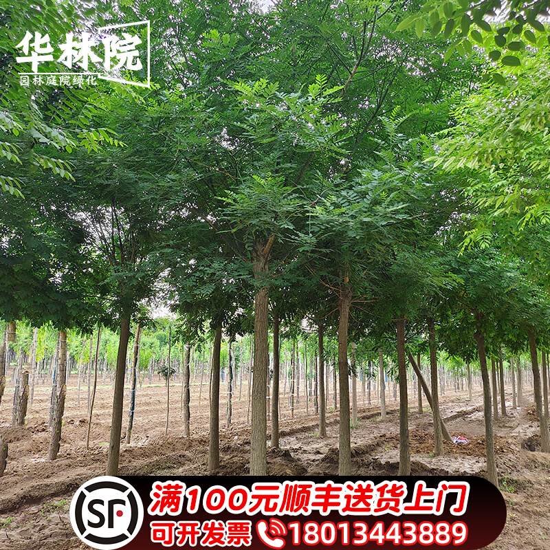 槐树树苗国槐黄金槐龙爪槐洋槐z园林庭院绿化风景大树槐树苗行道