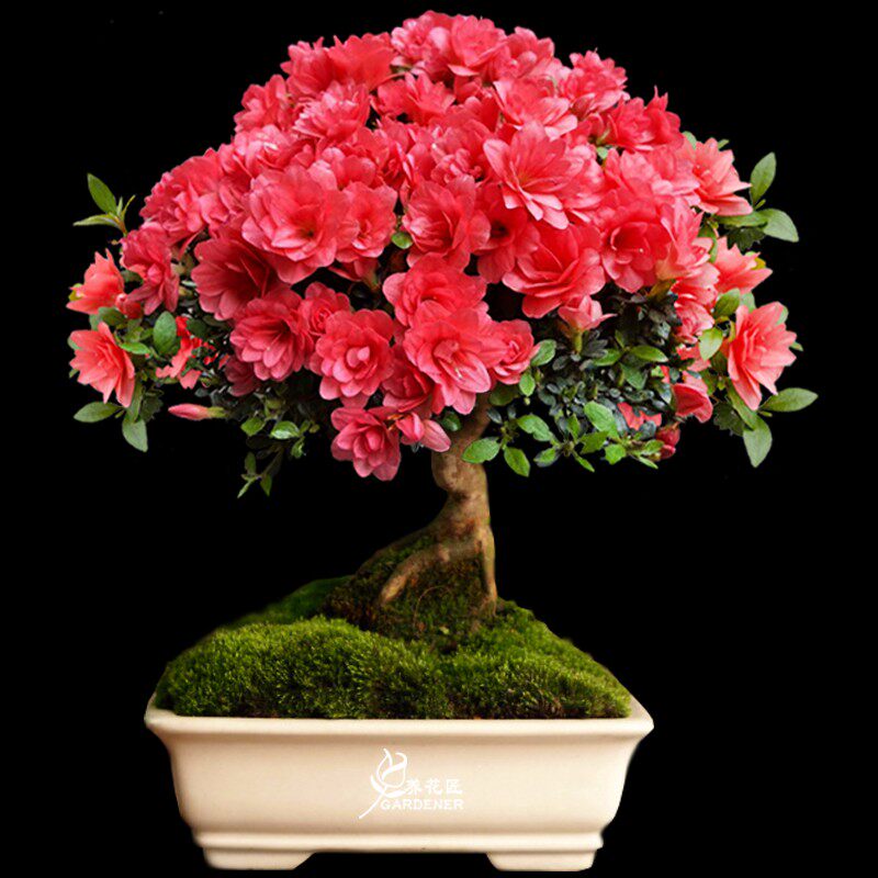 皋月杜鹃稀有名贵品种菊姬老桩盆景花卉盆栽庭院趣味耐z寒耐晒植