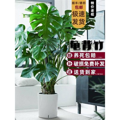 龟背竹大型盆栽北欧网红绿植室内客厅办公室大叶植物除甲醛真花卉