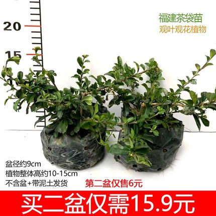 福建茶盆景老树桩苗室内外办公阳台庭院观花观叶植物四季常青趣味