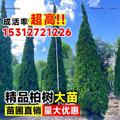 柏树树苗塔柏侧拍风景大树四季常青植物墓前树苗园林绿化工程苗木
