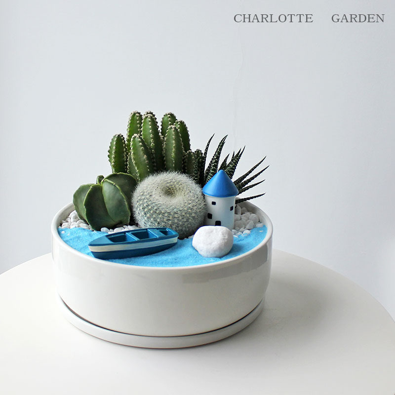 七夕礼物 爱琴海仙人掌盆栽 多肉植物 花卉植物室内花 多肉绿植