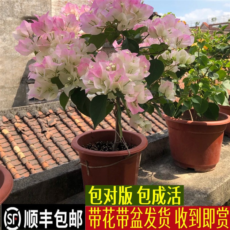 绿樱三角梅盆栽品种大苗老桩四季开花勤花阳台庭院可爬藤高飘飘枝