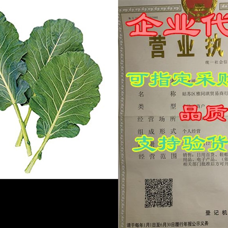 极速Burpee Tronchuda Beira Hybrid Kale Seeds 200 seeds