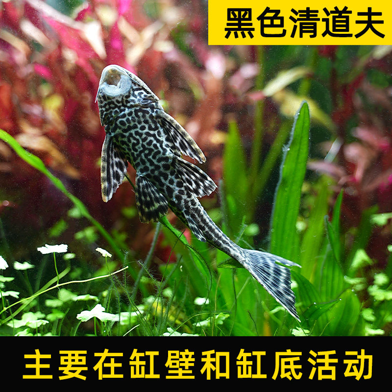 速发清道夫鱼鱼缸清洁工女王除藻工具鱼清理垃圾吃屎鱼热带淡水观