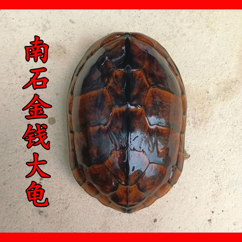速发食用石金钱大龟煲汤肉龟 长寿乌龟越南石龟繁殖宠物 外塘老