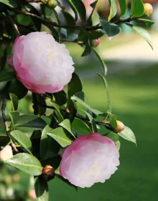 【嘉瑞】 庭院开花常绿灌木 茶梅 英八 朝仓 乙女 梦 串花瀑布