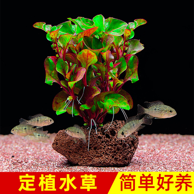 懒人造景定植水草鱼缸水族箱植物莫斯沉木水榕蜈蚣草虾缸装饰淡水