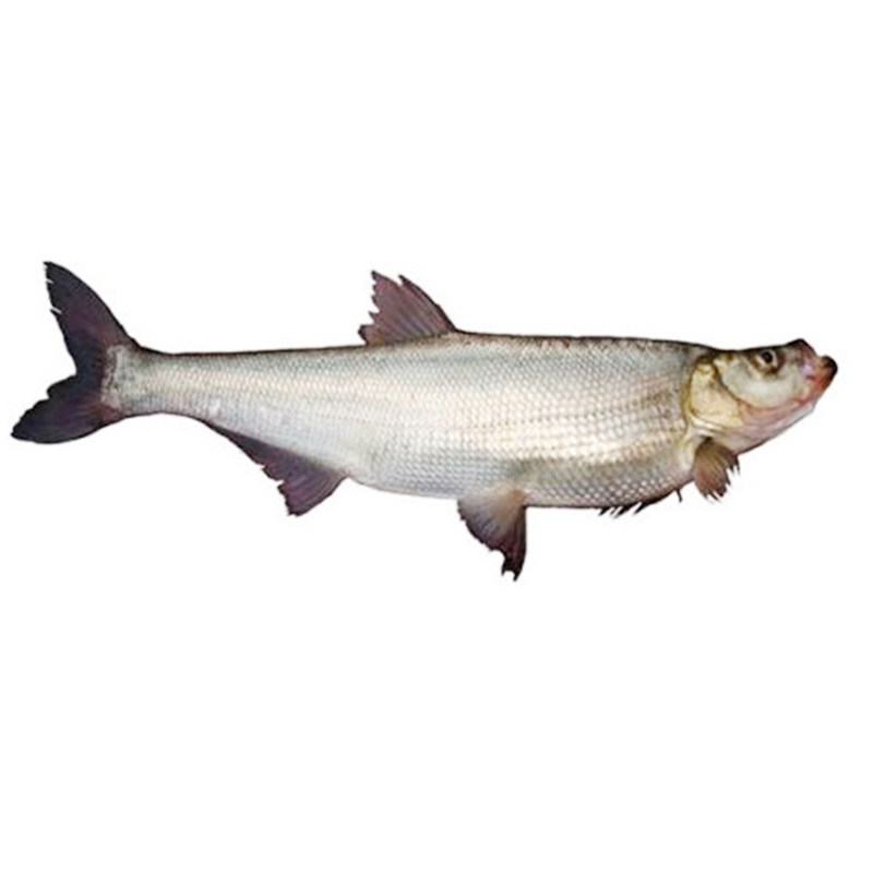 速发翘嘴鱼苗米级活物路亚翘鲌子鲌刺鱼撅嘴鲢子鱼苗淡水养殖翘嘴