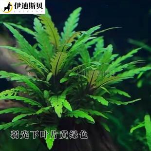 极速雨裂水蓑衣UK羽裂中后景水下叶红色草鱼缸水草植物造景粘木头