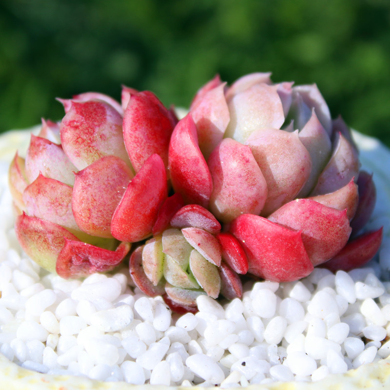 速发奶油贝瑞 有香味的多肉 多头群生老桩 红色多肉植物双子 胭脂