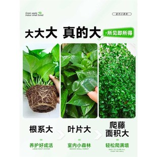 绿萝盆栽办公室内客厅大花盆吸除甲醛绿箩植物新房搬家好养活四季