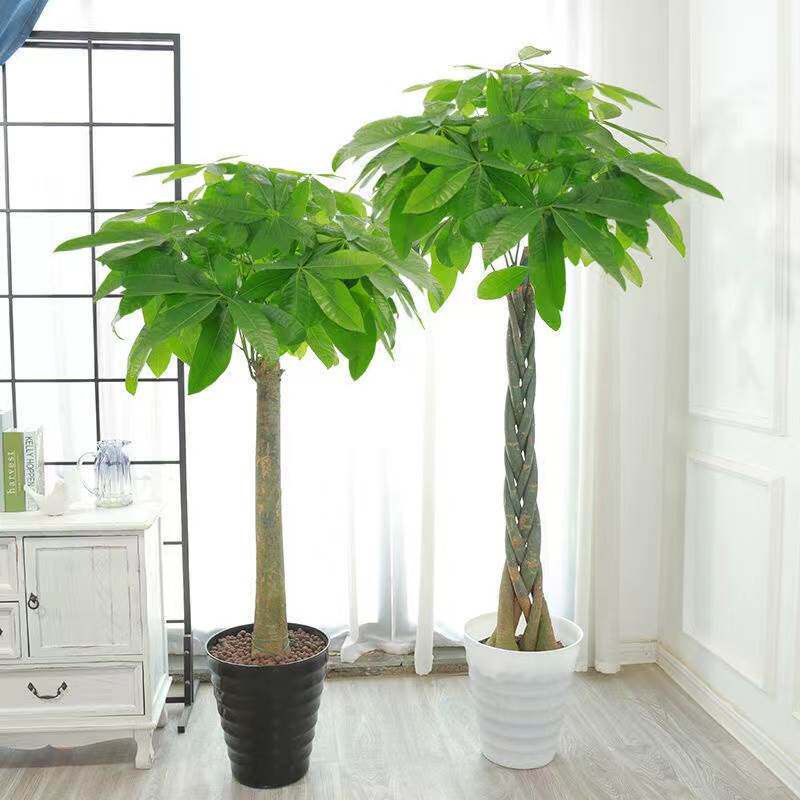 极速发财树大棵绿叶植物适合客厅摆放的绿植家养旺宅家里盆栽高端
