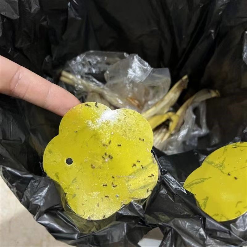 垃圾桶飞虫贴消灭小飞虫贴v厨房水果店灭虫神器卫生间厨房粘虫