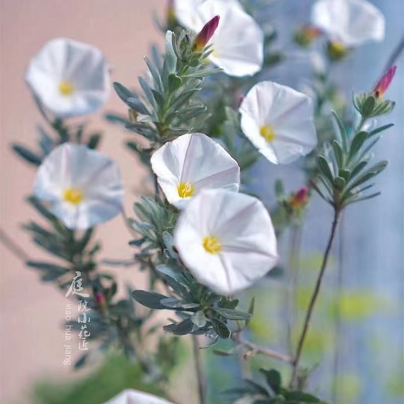浙庭院小花匠*银旋花*小清新盆栽*耐热花叶共赏*银叶灌木喇叭花