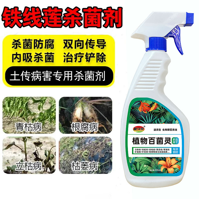 铁线莲立枯病专用肥料叶苗蔫枝条下霉死萎烂根黄涩斑点粉垂杀菌剂