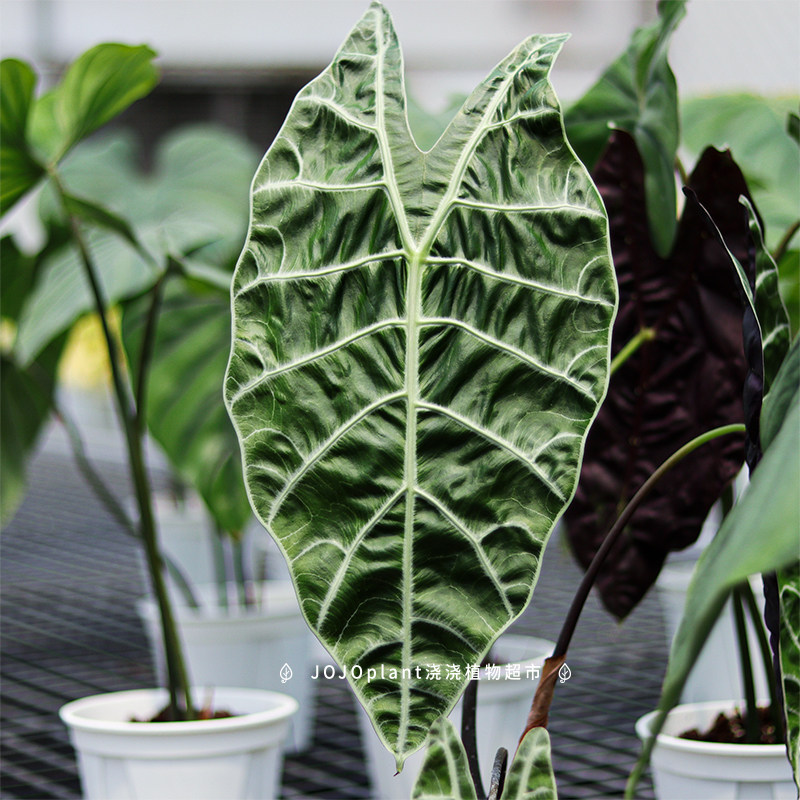 浇浇植物亮面绒面沃m森海芋苏拉威西箭叶天南星科观叶原种进口热