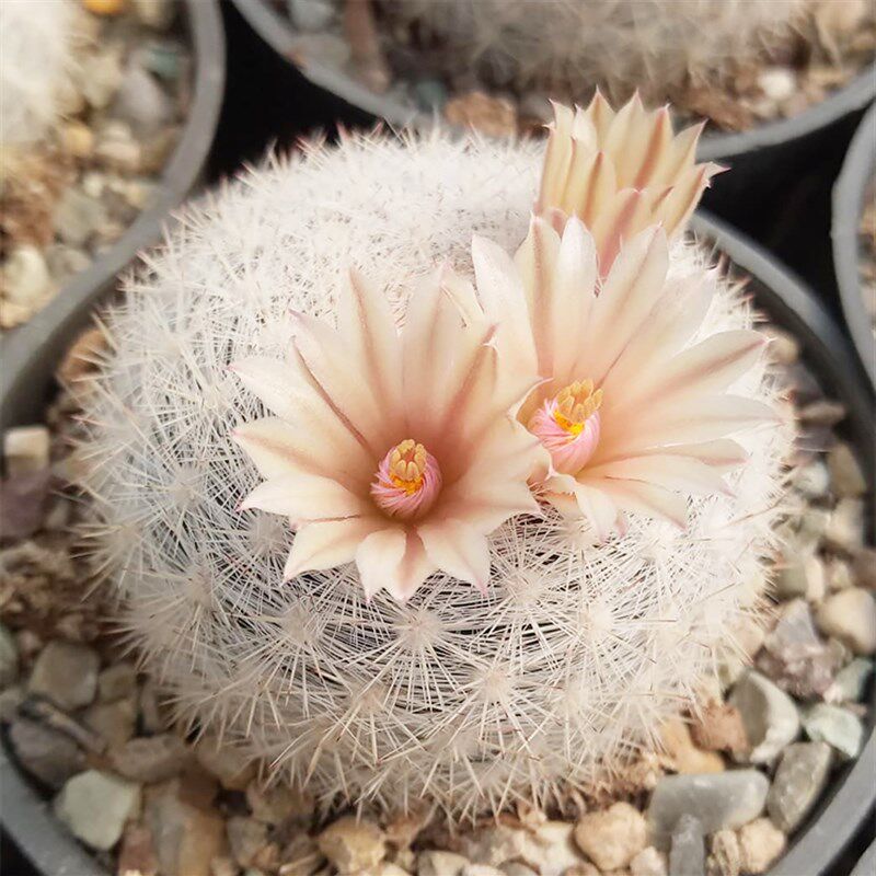 满月 实生苗刺k雪白乳突球属仙人球 多肉植物组合盆栽