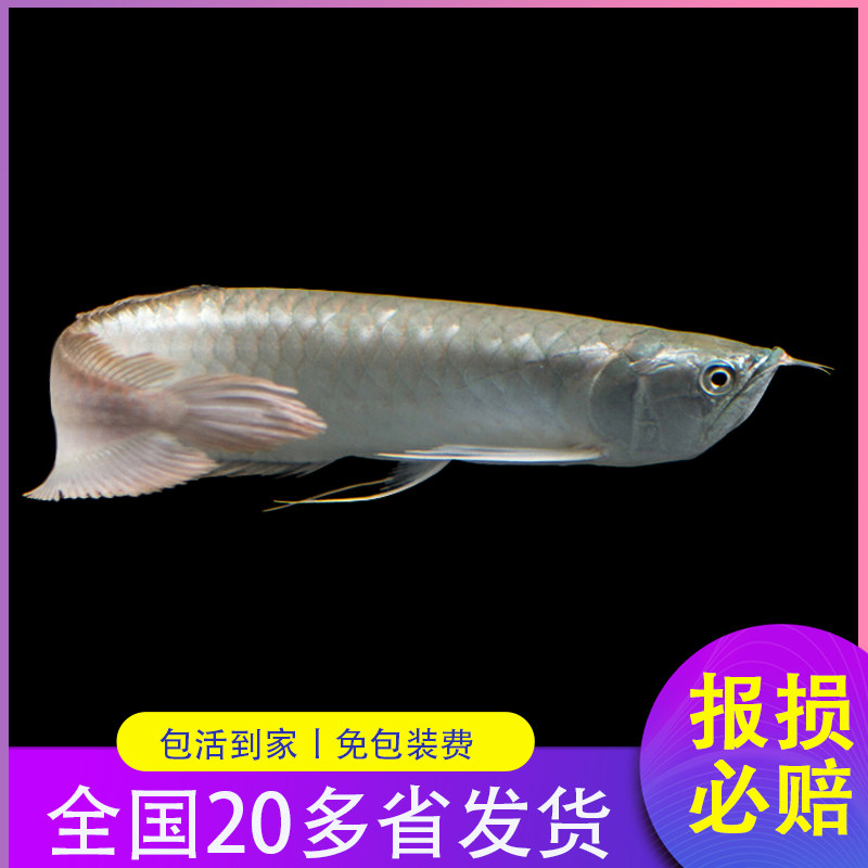 速发热带观赏鱼淡水大型金龙鱼风水鱼银龙鱼活体招财鱼鹦鹉地图活