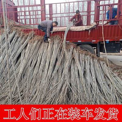 植树节树苗白杨树公路植树造林绿化苗杨树苗工程植物苗木小树苗大