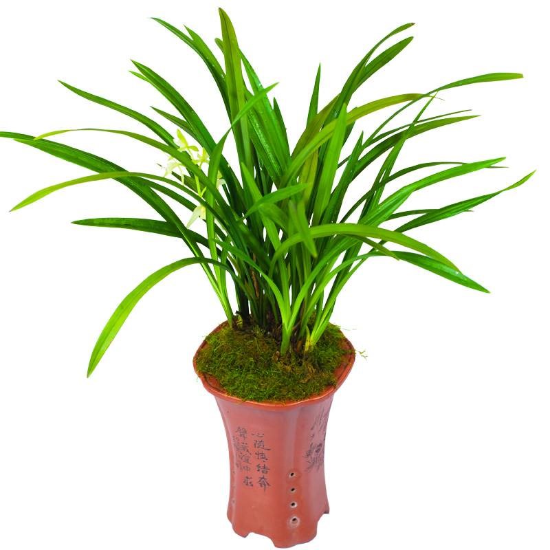 兰花建兰盆栽绿植小叶名贵龙岩素兰草带花苞四季t兰植物兰花苗品