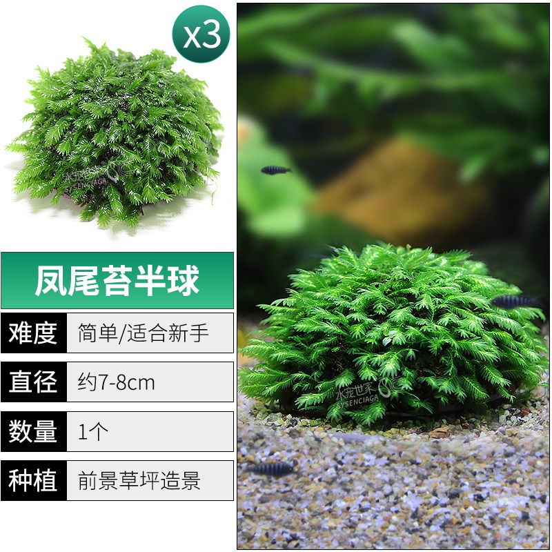 小众高货鱼缸莫斯水草大美凤莫斯半球凤尾莫斯垂泪莫斯悬浮半球新