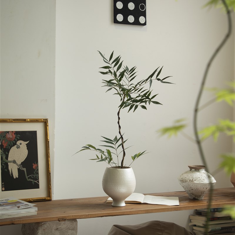 诗与自然 十大功劳造型盆景绿植小众简约风个性盆栽ins风植物