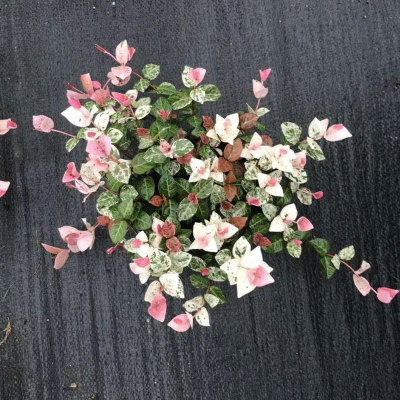 花叶络石植物五彩垂吊盆栽室内阳台窗G台容易养护观叶绿植络石藤