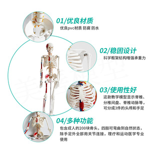 推荐 人体骨骼骨架模型成人骨骼脊椎分椎间盘关节医学标准教学全身