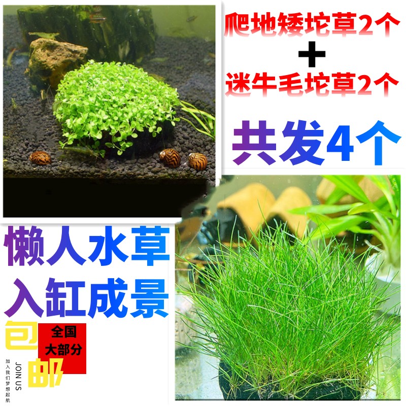 小众高货活体真水草草缸水草爬地矮珍珠迷你牛毛草迷你矮珍珠鱼缸