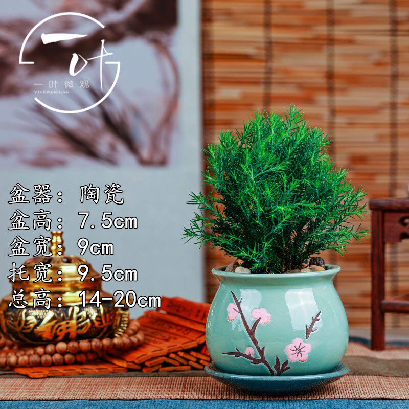 雾松雾凇盆栽盆景绿植花卉窗台阳台室外四季常青微景观喜阳植