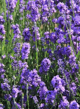 Natural Lavender Bud Dry Flower Sachet Bag Car Room Aromatic